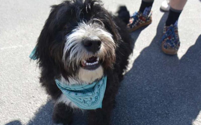 Pooch enjoys outing downtown