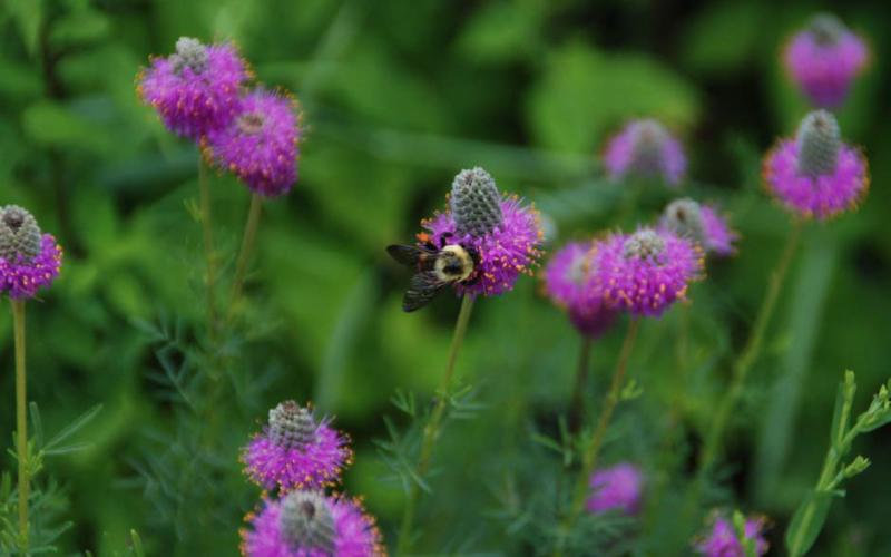 A bee nectars on purple prairie clover, which is hardy in zones 3-8. courtesy photo | melindamyers.com