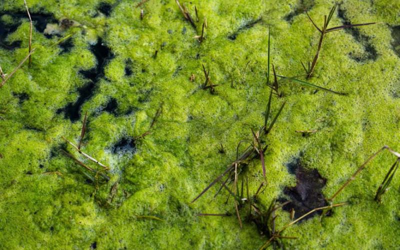 COURTESY PHOTO | ENGIN AKYURT - UNSPLASH Pond moss, a type of filamentous algae, is considered the number-one nuisance vegetation in ponds, according to pond maintenance specialist Brittany Chesser.