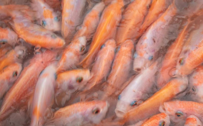 COURTESY PHOTO | MILO WEILER - UNSPLASH Tilapia can be used to manage aquatic vegetation. They are particularly effective at controlling filamentous algae, duckweed and azola, but approval from the TPWD is needed for pond stocking in Lampasas County.