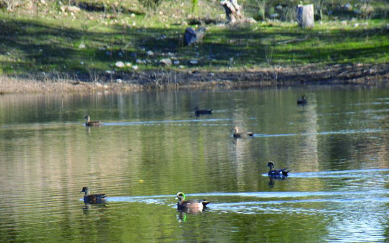 COURTESY PHOTO A healthy pond environment is not only beneficial for fish, but also waterfowl and livestock.