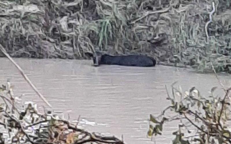 A survivor of the flood, this cow spent the night in the water but was saved after it found a high spot on the bank on which to stand. The cow was pulled from the Lampasas River the next morning when it was safe to reach her. JODI STURGEON | COURTESY PHOTO