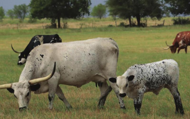 This photo by Emilee Haubner — the winner of the Lampasas Dispatch Record’s Guide to Lampasas magazine photo contest — exemplifies the ranching heritage that this year’s magazine highlights. EMILEE HAUBNER | COURTESY PHOTO