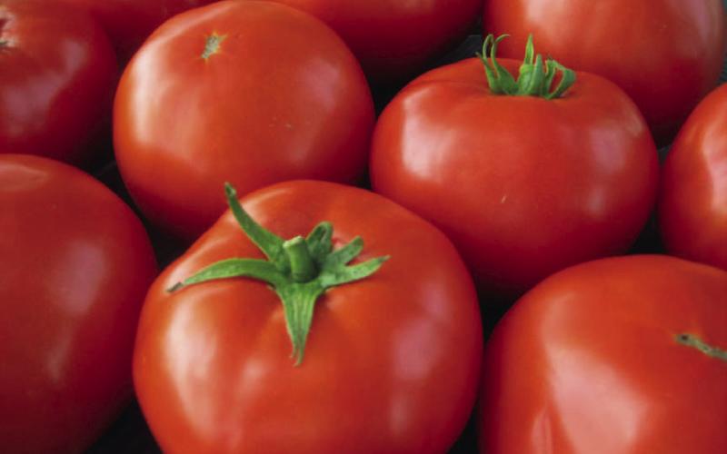 A single tomato plant can produce an average of eight pounds or more of tomatoes. COURTESY PHOTO | ALL-AMERICA SELECTIONS