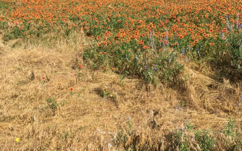 joycesarah mccabe | dispatch record Understanding the layout and carrying capacity of a pasture is vital when making farming or livestock choices.
