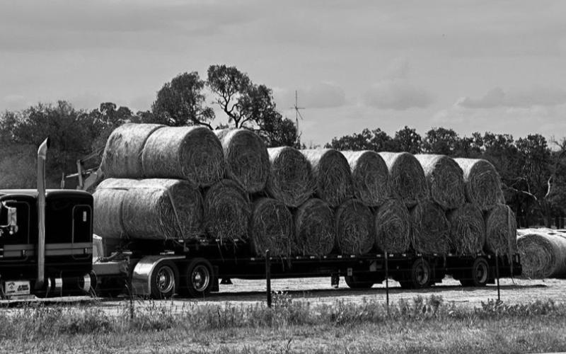 Abundant hay bales signal a strong season ahead for local ranchers. Stockpiles had been depleted last year after two seasons of extreme drought. Joycesarah McCabe | Dispa tch Record