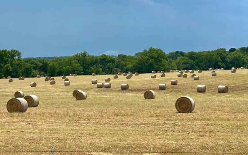 The hay forecast is much more promising for the 2024 fall than it has been the previous two years. joycesarah mccabe | dispatch record