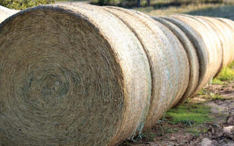 Dry land coastal is being stored to be fed this winter. joycesarh mccabe | dispatch record