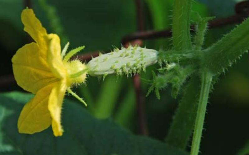 After the first flush of flowers, male and female flowers will appear for bees to pollinate and cucumbers to develop. MELINDAMYERS.COM | COURTESY PHOTO
