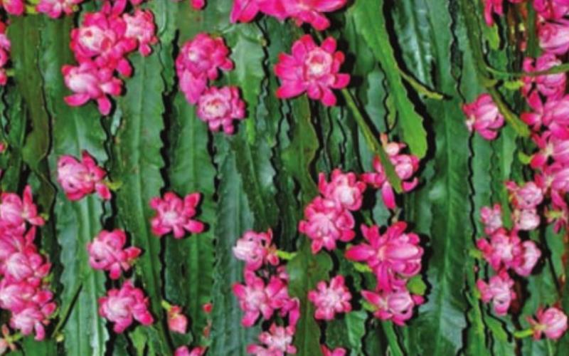 Christmas cactus is a general name given to a small group of cacti called Schlumbergera that are native to southeastern Brazil’s coastal mountains. COURTESY PHOTO | MELINDAMYERS.COM