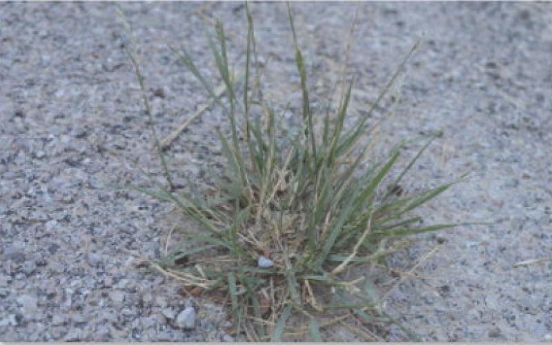 Precinct 1 Commissioner Bobby Carroll said his road crew has not had as much paving work to do as the other precincts in the county. In October, he plans to tackle problems with vegetation growing up through cracks on the edge of roadways. ERICK MITCHELL | DISPATCH RECORD