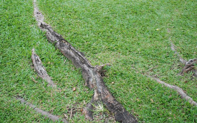 Surface roots erupt through the soil surface and extend beyond the tree trunk. COURTESY PHOTO | MELINDAMYERS.COM