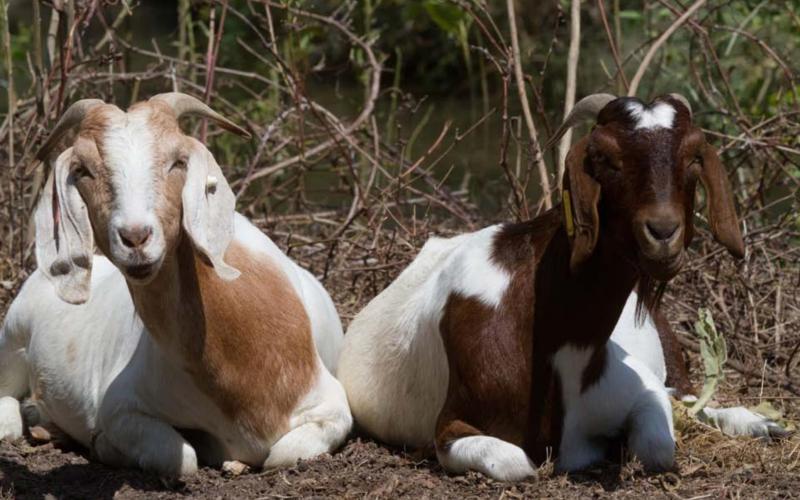 Goats rest inside the Lampasas city limits. A proposed ordinance calls for permits -- issued at no charge -- for all livestock and fowl that live on property within the city limits. The police department is close to submitting a final draft of the proposed ordinance for legal review, Chief of Police Sammy Bailey said. JEFF LOWE | DISPATCH RECORD