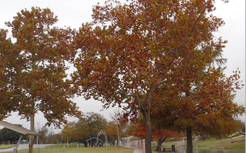 Leaves show signs of autumn