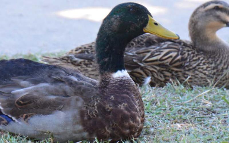 Tuesday afternoon brought calm winds and fall-like temperatures in Lampasas. These ducks took it all in at W.M. Brook Park. MONIQUE BRAND | DISPATCH RECORD