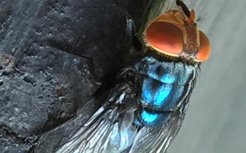 The U.S. Department of Agriculture aima to counter the spread of the New World Screwworm by releasing millions of sterile flies. Female NWS flies mate only once. If they mate with a sterile male, they lay unfertilized eggs that fail to hatch. courtesy photo