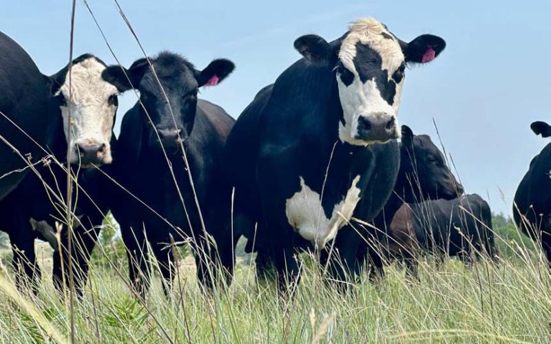 Cows graze in a pasture of native grasses. This Lampasas County rancher utilizes rotational grazing and culled his herd during last year’s drought. Joycesarah McCabe | Dispatch Record
