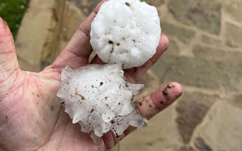 Max Eddings sent this photo of hail that struck his ranch north of Lometa Friday night. These appear to be larger than golf balls and can easily cause damage. COURTESY PHOTO