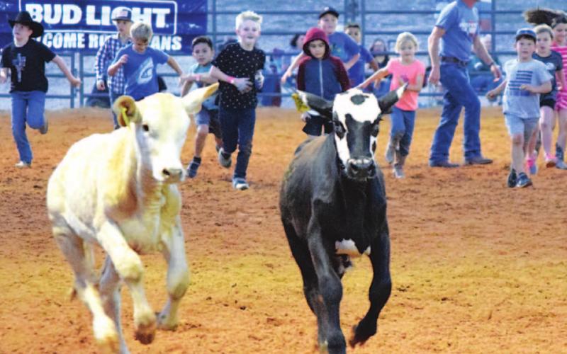 Young cowboys and cowgirls chase some calves during the calf scramble at the Riata Roundup. ALEXANDRIA RANDOLPH | DISPATCH RECORD