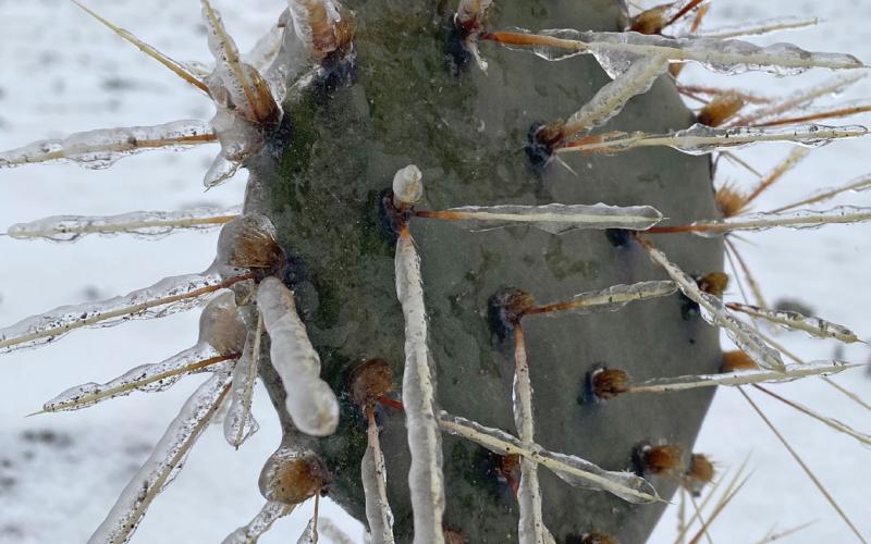 Icicles form on a prickly pear cactus near Lometa. ADE MARTINEZ | COURTESY PHOTO