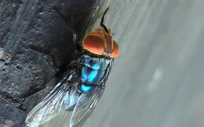 The screwworm fly, which is a metallic green-blue color with large orange eyes, is about twice the size of a common house fly. COURTESY PHOTO| DENISE BONILLA, USDA-APHIS