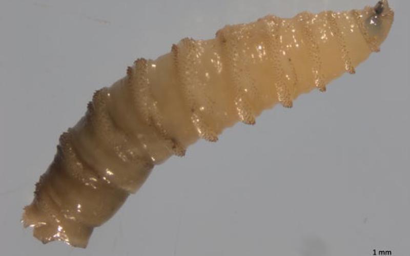 The screwworm gets its name from the way it burrows into open wounds on an animal, tearing through the tissue with its sharp mouth hooks. COURTESY PHOTO | HEATHER WALDEN, UNIVERSITY OF FLORIDA