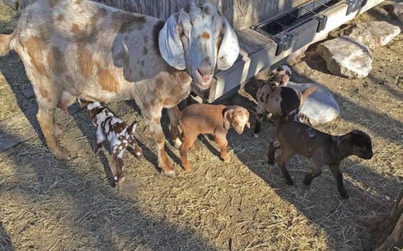 COURTESY PHOTO