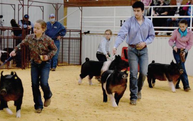 Swine exhibitors move around the show ring during the 2021 Lampasas County Youth Livestock Show. FILE PHOTO