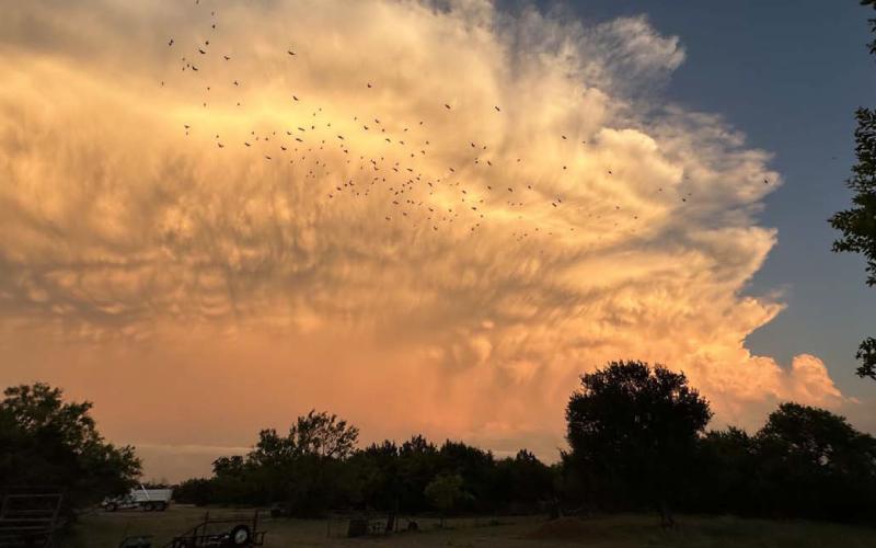 Photographer Patsy Stoneham captured this image earlier in May as a flock of birds could be seen in west Lampasas against the backdrop of an interesting cloud formation. Perhaps the birds were headed for a place with cooler weather. Temperatures in Lampasas topped out at 102 degrees on Wednesday, but have moderated since then. PATSY STONEHAM | COURTESY PHOTO