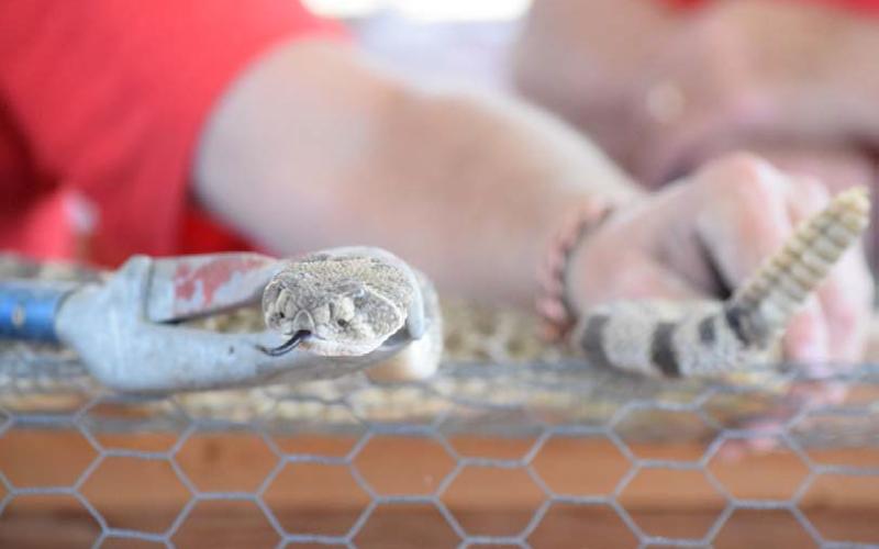 Rattlesnakes are caught and measured during the annual Diamondback Jubilee in Lometa. This year’s event is set for the March 24-25 weekend. FILE PHOTO