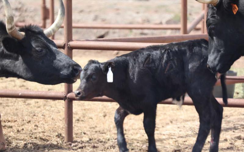 A mother cow greets her calf after it has been worked. Even though cattle populations have been stymied by drought and other factors, recovery is possible for those willing to persevere. joycesarah mccabe | dispatch record