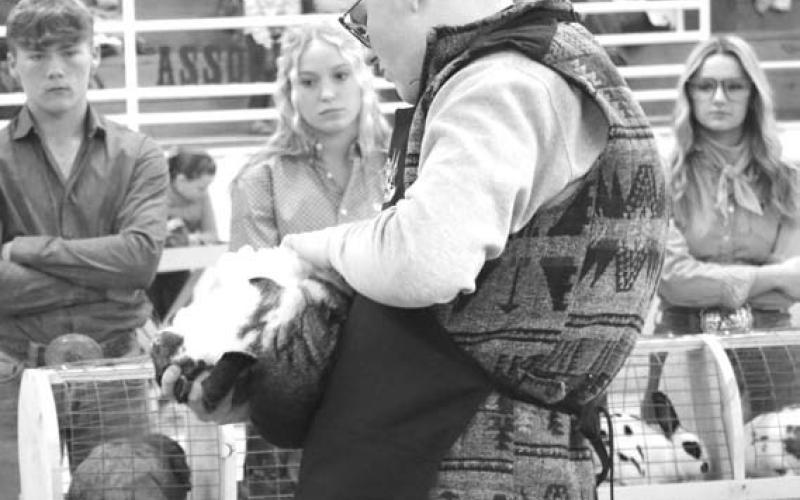 The judge carefully looks over a rabbit entry. MASON HINES | DISPATCH RECORD