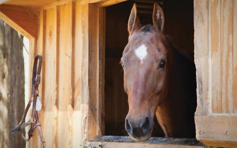 courtesy photo An unclipped horse can go without a blanket, even when temperatures dip to 30-40 degrees F., according to The Horse magazine’s checklist for equine health. A clipped horse, however, will need a blanket to protect it from hypothermia.
