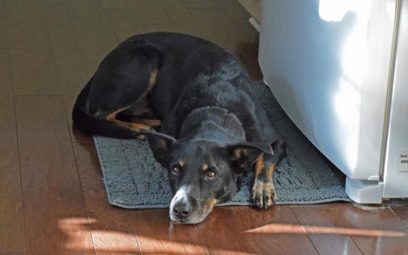 On a December day with subfreezing temperatures in Texas, this dog seeks comfort from chilly hardwood floors by resting on a kitchen mat. Pets should be brought inside if possible during cold weather, Lampasas Animal Shelter officers said. If that is not feasible, owners should offer them shelter that protects from wind and rain. Alexandria Randollph | Dispatch Record