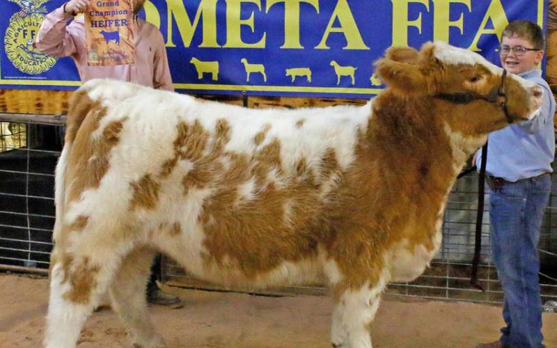 Showing the grand champion heifer at this year’s Lometa FFA Stock Show was Jace Stewardson. He also took home the junior cattle showmanship award. Mason Hines | dispatch record