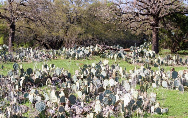 Prickly pear can quickly take over a pasture, robbing water and nutrients from desirable grasses and other plants. Prickly pear reduces the production of agricultural land and can be harmful to livestock and wildlife if spines are ingested. Joycesarah McCabe | Dispatch Record