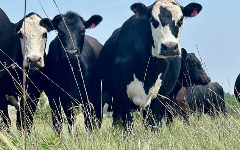 Black Baldy cattle stand in a healthy native pasture on a commercial cattle ranch in Lampasas County. JOYCESARAH MCCABE | DISPATCH RECORD