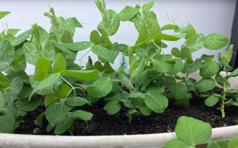 Dwarf sugar snap peas sprout and grow well under artificial lights. Harvest the pods when they reach the size you prefer.. COURTESY PHOTO | MELINDAMYERS.COM