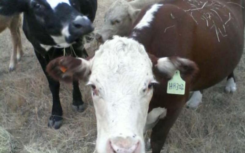 Cattle graze on a Lampasas County ranch. FILE PHOTO