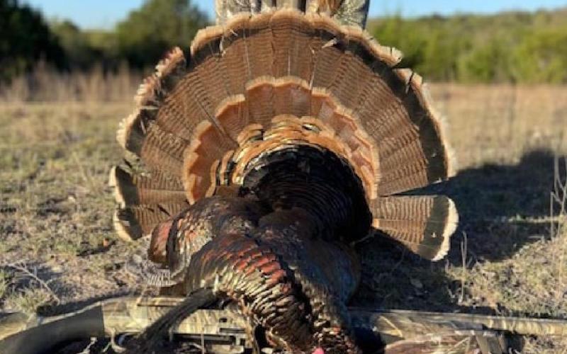 Alt Text for Image
