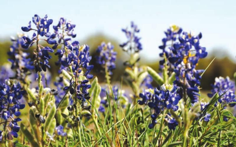 Wildflowers usher in springtime