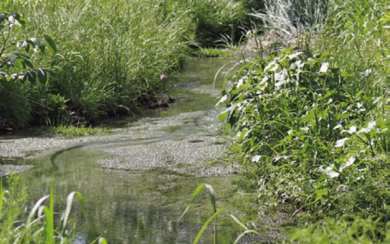 JOYCESARAH MCCABE | DISPATCH RECORD Cooper Spring, Spring Branch and Burleson Creek meander through the park and nourish the vegetation and wildlife there.