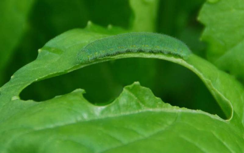 A cabbage worm feeds on mustard greens. courtesy photo | melindamyers.com