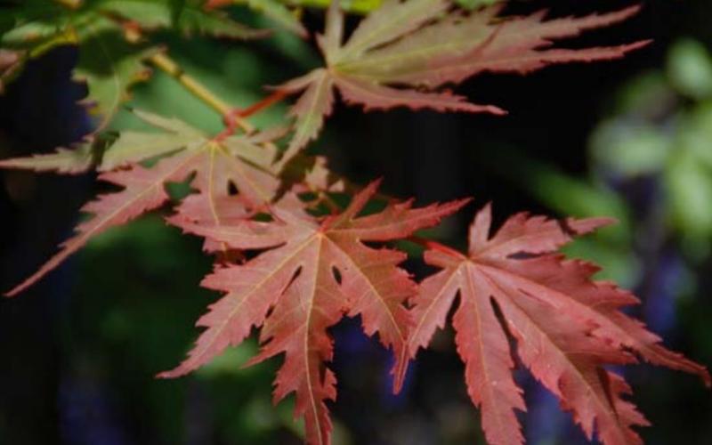 Each fall as the days shorten, deciduous shrubs and trees like this Arctic Jade Korean Maple begin their transformation as the plants produce less chlorophyll. MELINDA MYERS, LLC | COURTESY PHOTO