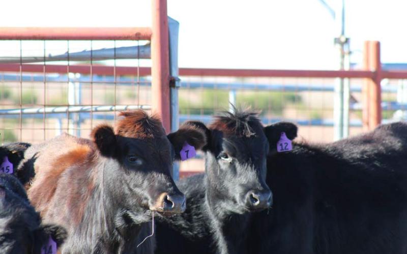 joycesarah mccabe | dispa tch record Culling cattle is never a simple task, but it is a necessary part of maintaining herd health and increasing profitability.