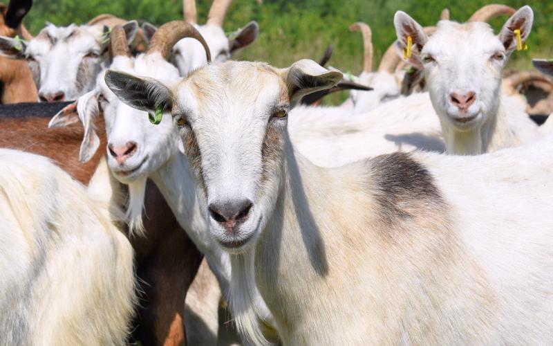 Goat and sheep production have been a long-standing tradition in Central Texas. joycesarah mccabe | dispatch record