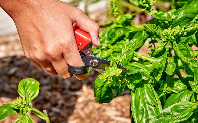 This gardener is using an Ergocut deadheader in the garden. courtesy photo | corona tools