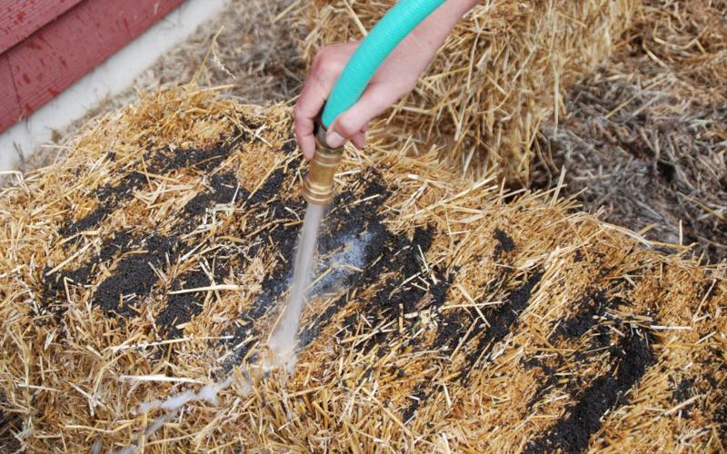 The straw bale gardening technique begins with the conditioning process, which is done to start the inside of the straw bale composting so it can support plant growth. MELINDAMYERS.COM | COURTESY PHOTO