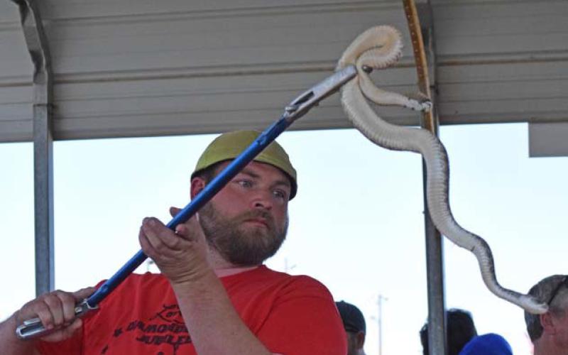 A trained snake-handler places a rattlesnake into a holding container during the measurement and weighing process at a previous Diamondback Jubilee festival. fiile photo | dispatch record