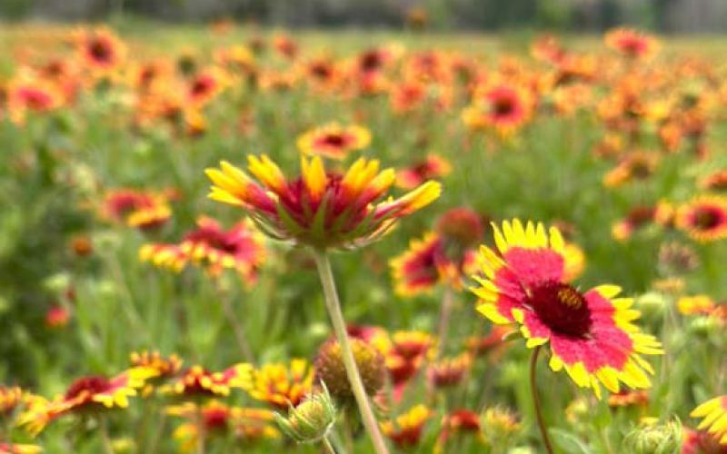 The bluebonnets might be gone, but the wildflower season continues on strong. joycesarah mccabe | dispatch record